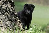 SCHIPPERKE 743